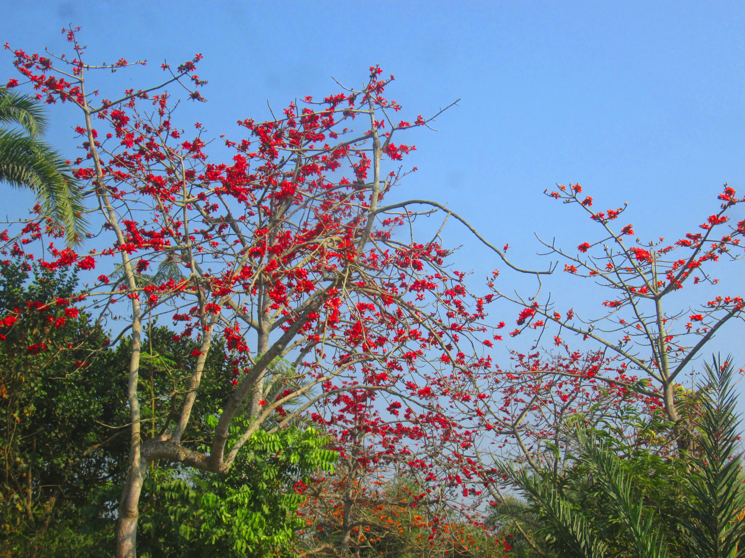 গাছে গাছে শিমুল ফুল, পাখির কলরব