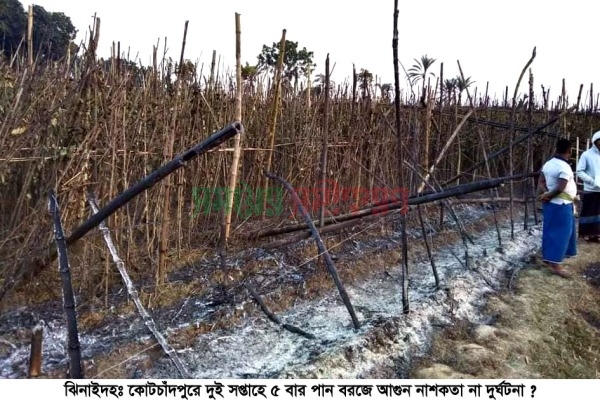 কোটচাঁদপুরে দুই সপ্তাহে পাঁচবার পান বরজে আগুন!