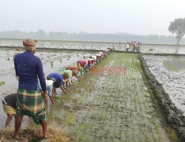 মুজিবনগরে বোরো রোপণে ব্যস্ত কৃষক!