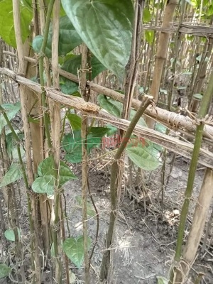 আলমডাঙ্গার শালিকায় কৃষকের বরজ কর্তন ও পান চুরি