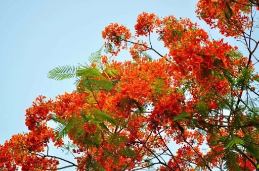 বসন্ত এসেছে প্রকৃতিতে