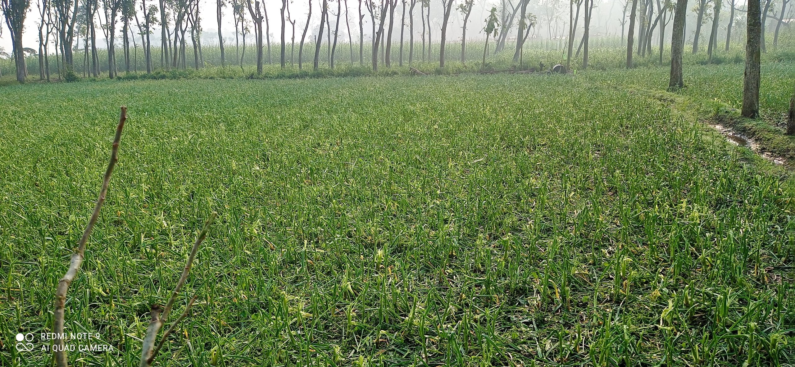 ক্ষতিগ্রস্ত কৃষকের ‘মরার ওপর খাড়ার ঘা’ এনজিওর কিস্তি!