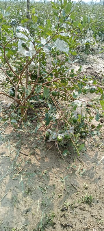 সাবেক ছাত্রলীগ নেতা শুভর পেয়ারা বাগান শিলাবৃষ্টিতে নষ্ট