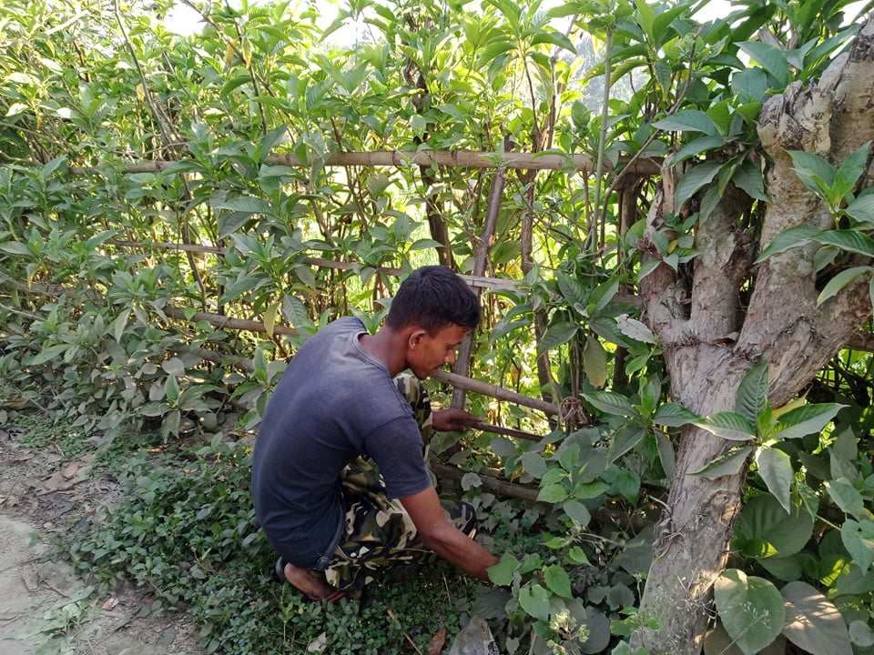 জীবননগরে বাণিজ্যিকভাবে চাষ হচ্ছে বাসক পাতা