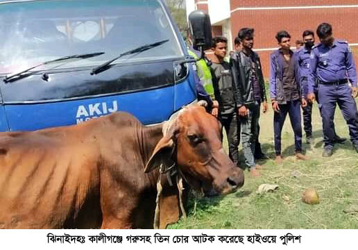 কালীগঞ্জে তিনজন গরু চোর আটক