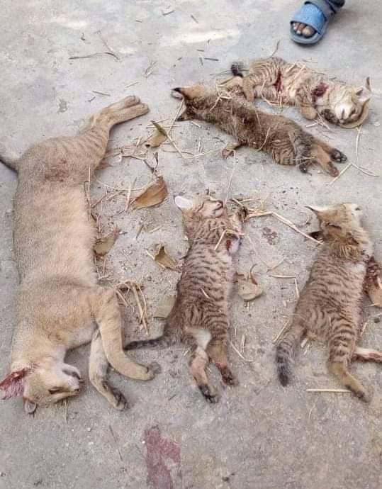 মাসহ চার বিড়াল ছানাকে পিটিয়ে হত্যা!