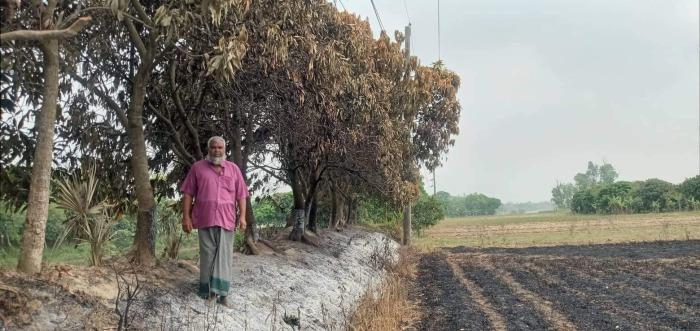 আমঝুপিতে গমের নাড়ার আগুনে আমগাছ পুড়ে ছায়