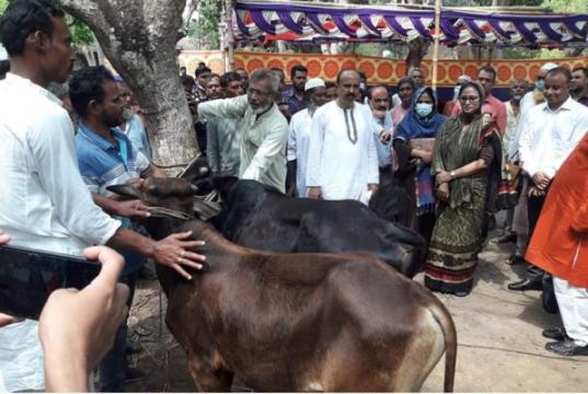 ঝিনাইদহে বিদ্যুৎস্পৃষ্টে ক্ষতিগ্রস্থ কৃষকের দুটি গরু প্রদান