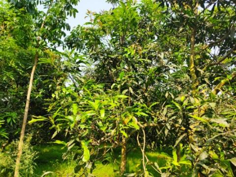 চুয়াডাঙ্গায় শিলাবৃষ্টিতে মুকুলের ক্ষতির পর বৈশাখের রৌদ্র-তাপে ঝরছে আমের গুটি