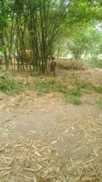 বেগমপুরে বিরোধপূর্ণ খাস জমির বাঁশ কাটার অভিযোগ