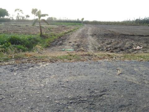 হরিণাকুন্ডুতে সরকারি রাস্তা দখল করে লাউ চাষ