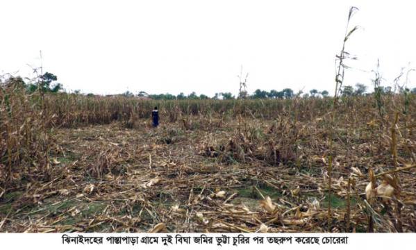 ঝিনাইদহে দুই বিঘা জমির ভুট্টা চুরির পর তছরুপ!