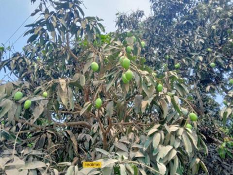 চৈত্রে পুড়ছে মেহেরপুর, ঝরছে আমের গুটি
