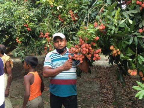 পাতার ফাঁকে ঝুলছে টসটসে লিচু