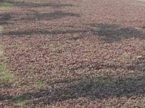 লাল শাকে স্বচ্ছল কৃষক