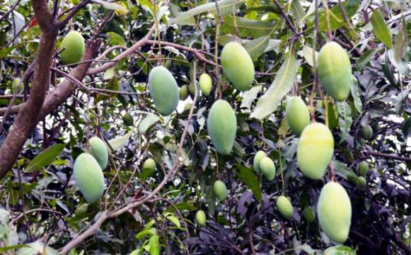 কম বৃষ্টিপাতে মেহেরপুরে আমের ফলন বিপর্যয়