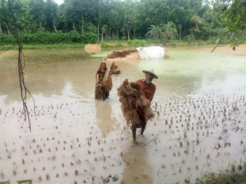 পানিতে ভাসছে কৃষকের স্বপ্ন, ধান তোলা নিয়ে উৎকণ্ঠা!