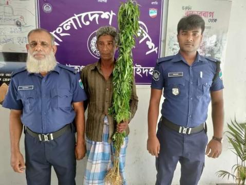 হরিণাকুণ্ডুতে গাঁজার গাছসহ মাদক ব্যবসায়ী গ্রেপ্তার