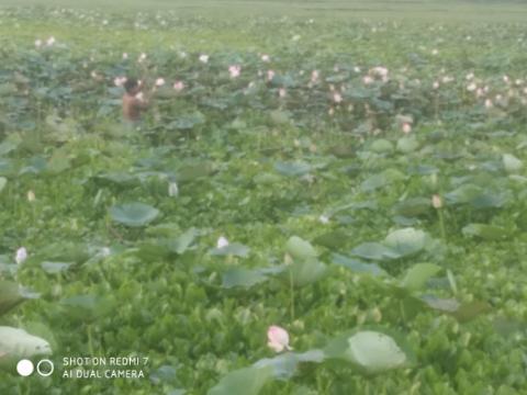 বিলের পানিতে দৃষ্টিনন্দন ‘পদ্মফুল’