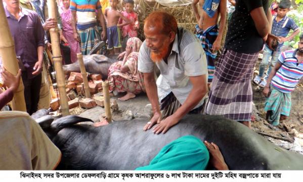ঝিনাইদহে বজ্রপাতে দুটি মহিষ ও নারীর মৃত্যু
