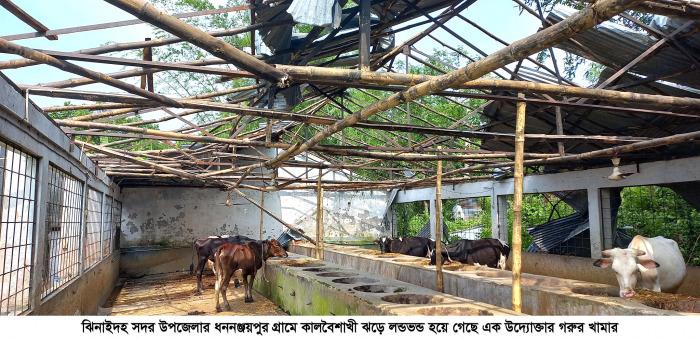 ঝিনাইদহে কালবৈশাখী ঝড়ে লণ্ডভণ্ড উদ্যোক্তার গরুর খামার