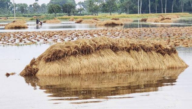 অশনীর বৃষ্টিতে ভাসছে কৃষকের স্বপ্ন