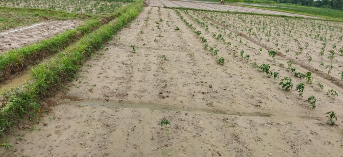 গাংনীতে ফসলের সাথে শত্রুতা