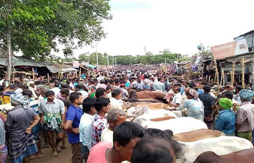 কোরবানি সামনে রেখে জমে উঠেছে ডুগডুগী পশুহাট