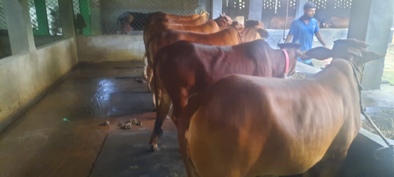 চুয়াডাঙ্গা জেলায় কোরবানির জন্য প্রস্তুত ১ লাখ ৫০ হাজার ৫৭২টি পশু