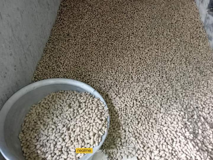 মেহেরপুরে চিনা বাদামের বাম্পার ফলন