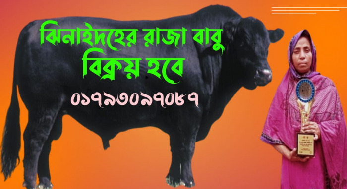 খামারিদের মধ্যে ৫ম ঝিনাইদহের লাকী: পেলেন ১লক্ষ টাকা পুরষ্কার