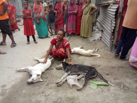 মুরগী ও ঘুঘুর বাচ্ছা খাওয়ায় ৫ কুকুর হত্যা!