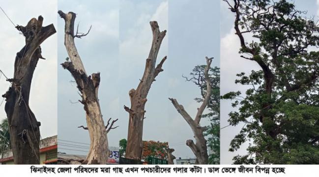 সড়কের ধারের গাছ এখন পথচারীদের গলার কাঁটা