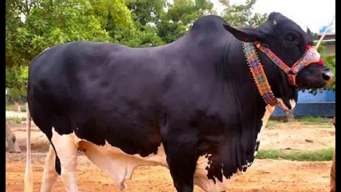 জীবননগরে তিন দিনব্যাপী গরু মোটাতাজাকরণবিষয়ক প্রশিক্ষণ