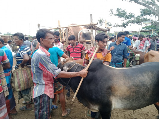 কোরবানির ঈদকে সামনে রেখে জমজমাট শিয়ালমারি পশুহাট