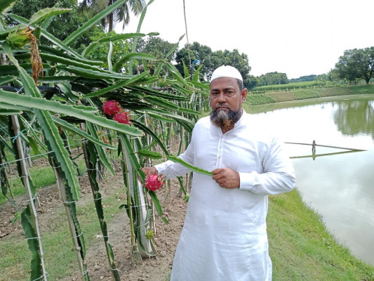 পুকুর পাড়ে ড্রাগন চাষে সাফল্য