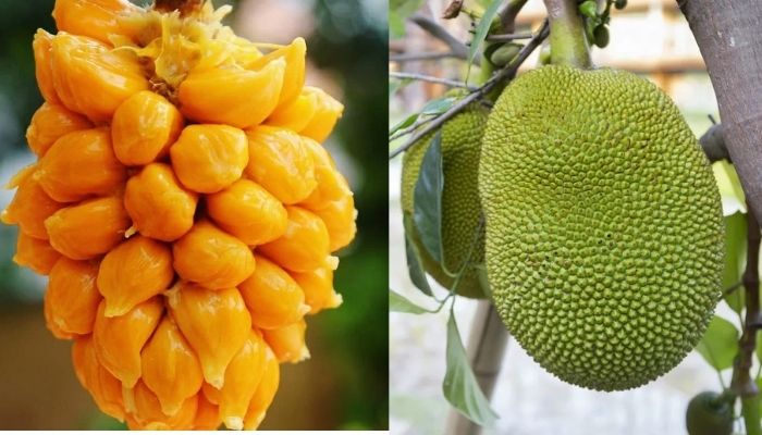 সব প্রস্তুতি সম্পন্ন, চুয়াডাঙ্গায় আজ কাঁঠাল উৎসব