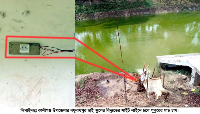 স্কুলের বিদ্যুতে চলে পুকুরের মাছ চাষ!