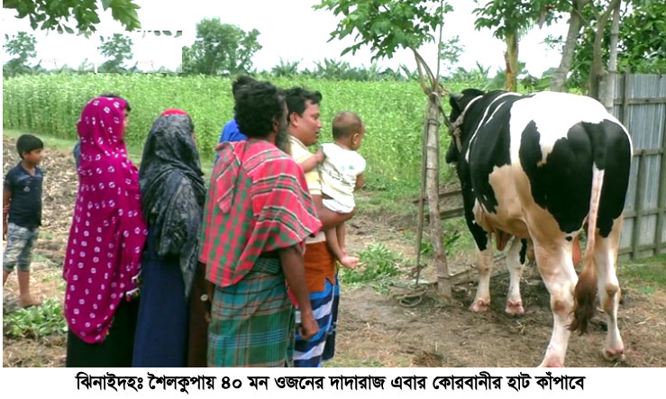 কোরবানির হাট কাপাবে ৪০ মণের ‘দাদারাজ’