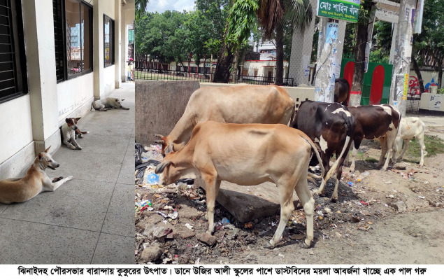 ঝিনাইদহ পৌরসভা যেন ময়লার ভাগাড় : দুর্গন্ধে জনজীবন অতিষ্ঠ