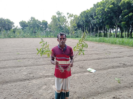 জীবননগরে ২৫ কাঠা জমির পেয়ারার চারা উপড়ে দিল দুর্বূত্তরা