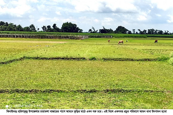 ভরা আষাঢ়ে চৈত্রের খরা কৃষকের কপালে চিন্তার ভাজ