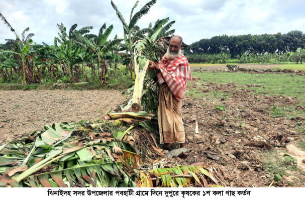 দিনে দুপুরে কৃষকের ১শ কলা গাছ কর্তন
