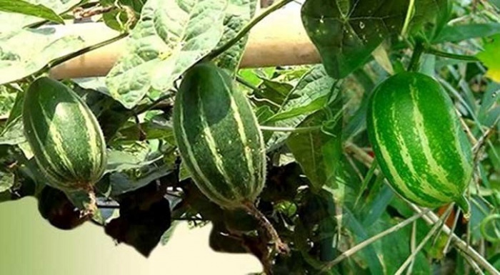 দামুড়হুদা ডুগডুগী মাঠে পটল গাছ কেটে সাবাড়