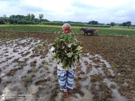 গাংনীতে কৃষকের বেগুন গাছ কর্তন