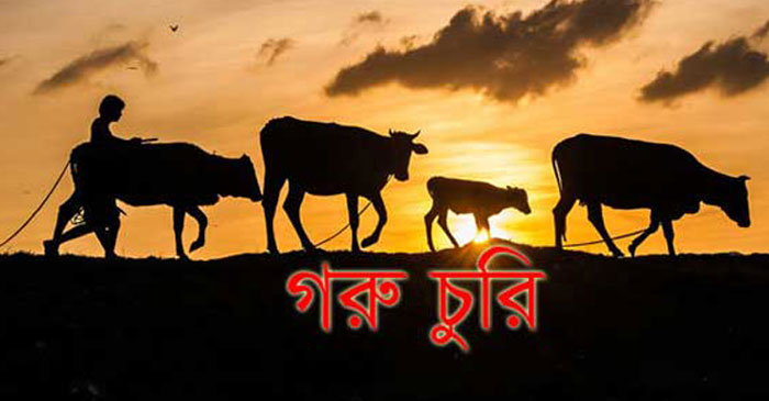 দামুড়হুদার জুড়ানপুরে তালা ভেঙ্গে দুটি গরু চুরি