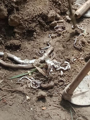 দামুড়হুদার মোক্তারপুরে রান্নাঘরে মিলল ৭০টি বিষধর সাপ