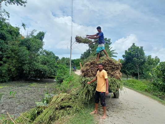 পাটের বাম্পার ফলনেও হাসি নেই কৃষকের মুখে