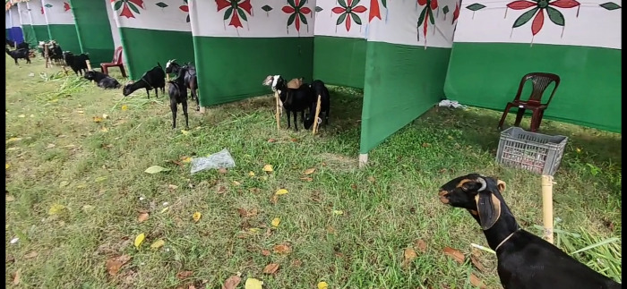 বিলুপ্তির পথে ব্লাক বেঙ্গল ছাগল