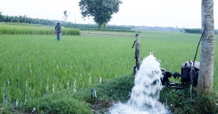 বৃষ্টির দেখা নেই, আমন চাষ নিয়ে বিপাকে মেহেরপুরের কৃষকরা